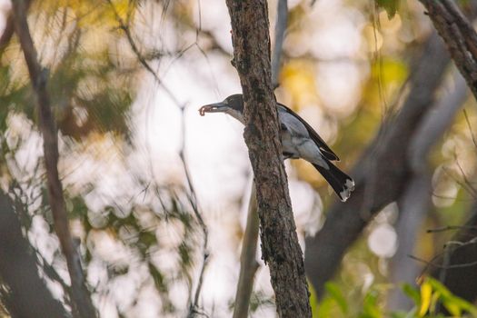 Australian Grey Butcherbird resting on branch. High quality photo