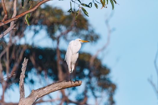 An Egret resting in the tree. High quality photo