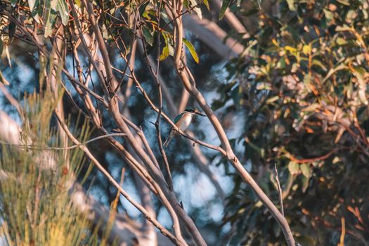 Sacred Kingfisher Perched in a Tree. High quality photo