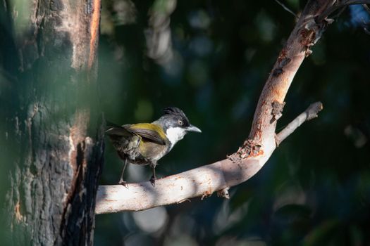 the eastern whipbird is perched on a bush. High quality photo