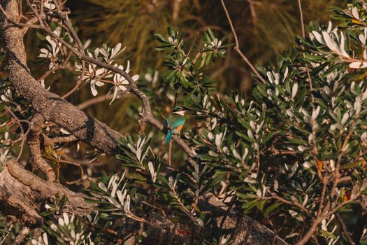 Sacred Kingfisher Perched in a Tree. High quality photo