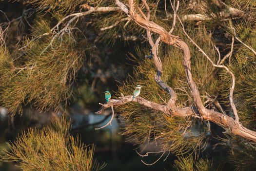 Sacred Kingfisher Perched in a Tree. High quality photo