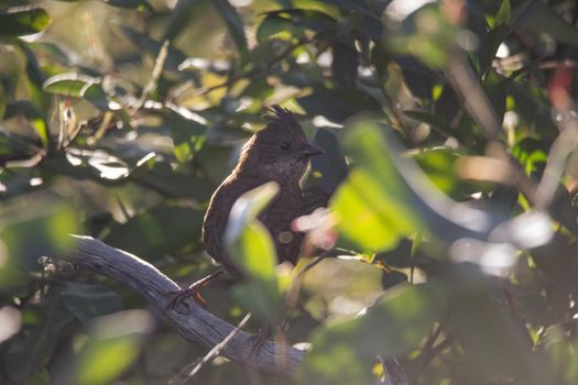 the eastern whipbird is perched on a bush. High quality photo