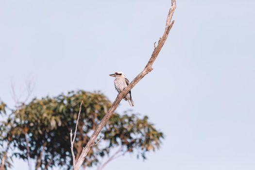 Laughing Kookaburra perched on tree branch. High quality photo
