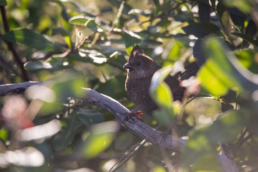 the eastern whipbird is perched on a bush. High quality photo