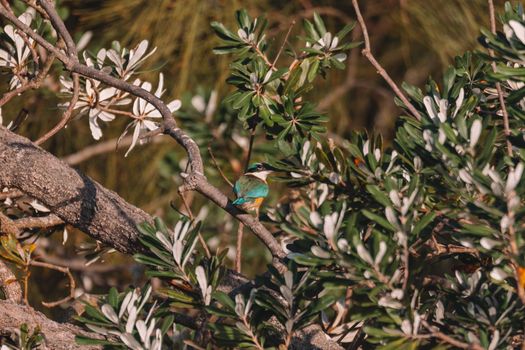 Sacred Kingfisher Perched in a Tree. High quality photo