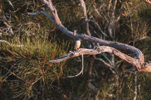 Sacred Kingfisher Perched in a Tree. High quality photo