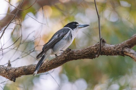 Australian Grey Butcherbird resting on branch. High quality photo