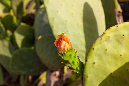 Close up of prickly pear flower blooming