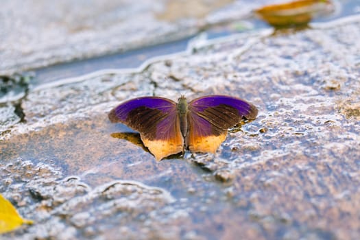 The "Royal Assassin" butterfly.