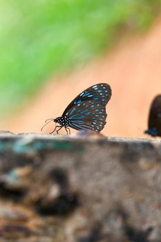 Butterfly Dark blue tiger.