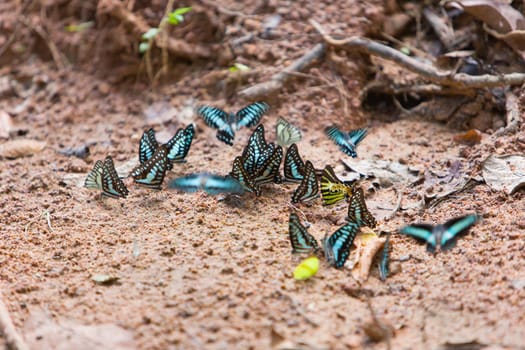 Group of butterflies common jay eaten mineral on sand.