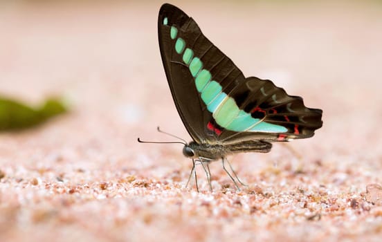 Butterfly common jay eaten mineral on sand.