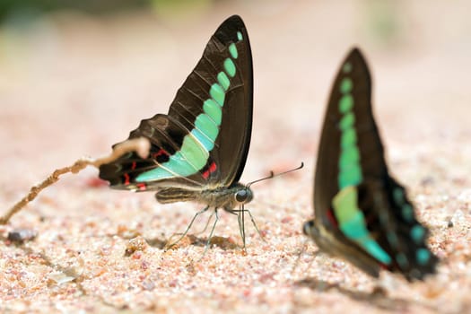 Butterfly common jay eaten mineral on sand.