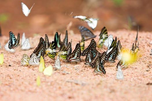 Group of butterflies common jay eaten mineral on sand.