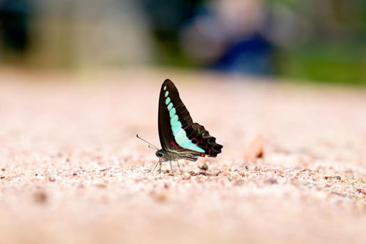 Butterfly common jay eaten mineral on sand.