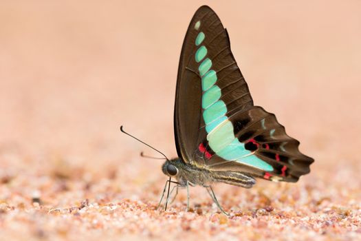 Butterfly common jay eaten mineral on sand.