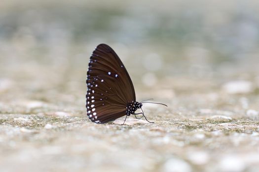 Butterfly : Common Crow in natural park.