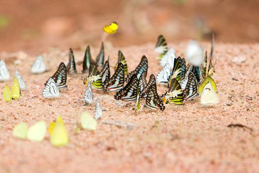 Group of butterflies common jay eaten mineral on sand.