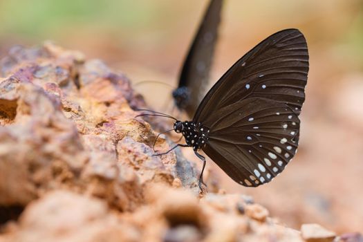 The Butterfly "Common Crown" eaten mineral on sand.