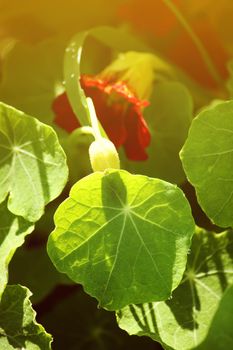 Nasturtium orange flowers in the summer garden.