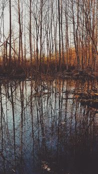 Beautiful sunset in the spring forest