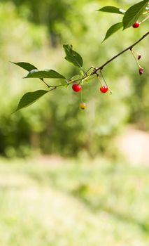 Ripe cherries on tree branches. Fresh red cherry fruits in summer garden in the countryside