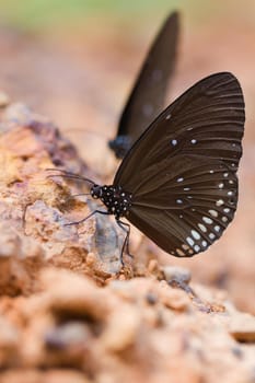 The Butterfly "Common Crown" eaten mineral on sand.