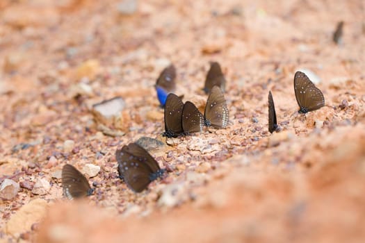 The Butterfly "Common Crown" eaten mineral on sand.