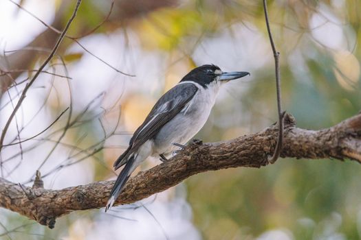 Australian Grey Butcherbird resting on branch. High quality photo