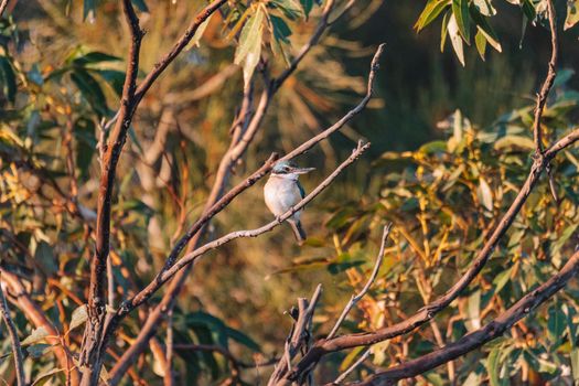 Sacred Kingfisher Perched in a Tree. High quality photo