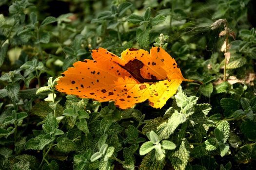 autumnal colored leaf on catnip herbs