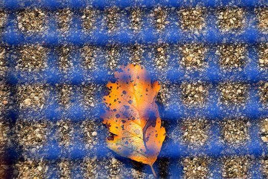 autumnal colored leaf under a blue grid of a seat