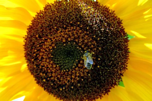 bee on sunflower in a macro