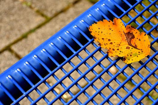 autumnal colored leaf on a blue grid of a seat