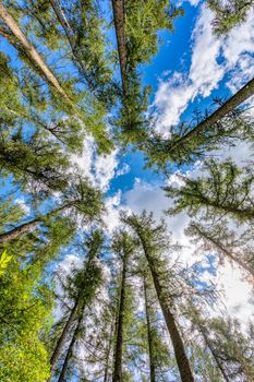 Tall pine tree tops against blue sky and white clouds, Highland region, Vysocina Czech Republic