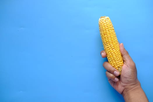 hand hold a Sweet corns on blue background ,