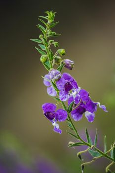 The Little Turtle Flower is a beautiful flower. Available in both purple and white