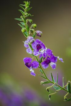 The Little Turtle Flower is a beautiful flower. Available in both purple and white