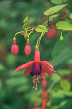 Fuchsia is a genus of flowering plants. Usually a shrub
