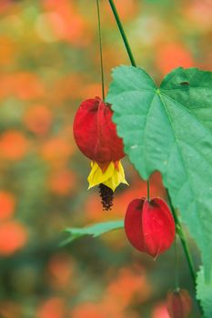 Trailing Abutilon The flowers are orange-yellow and have a red base. Is an ornamental plant that is popular in the tropics