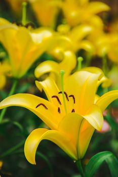 Yellow Lily is a beautiful flower. , Is a temperate flower Originated in China And northern Japan