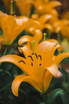 Yellow Lily is a beautiful flower. , Is a temperate flower Originated in China And northern Japan