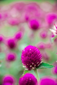 Globe amaranth, purple, beautiful in nature Is a flower that is easily grown