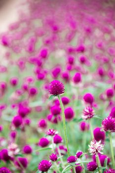 Globe amaranth, purple, beautiful in nature Is a flower that is easily grown