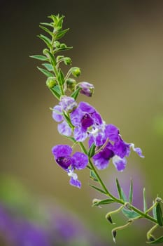 The Little Turtle Flower is a beautiful flower. Available in both purple and white