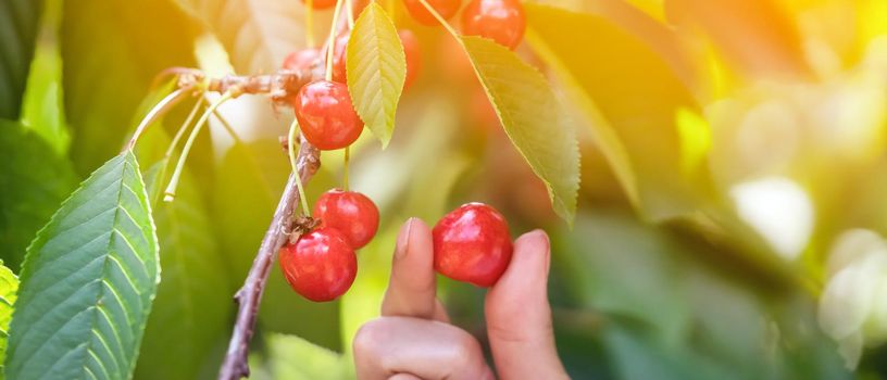 Woman's hands are holding a branch with ripe red juicy cherries on the tree, the woman is harvesting in the garden, on the farm, in the greenhouse.