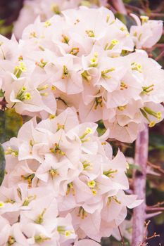 Bougainvillea is axillary or branched. Is a perennial plant of the bush type