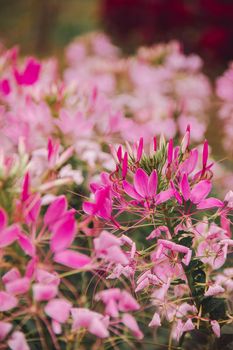 CLEOME SPINOSA LINN is another beautiful flower. Fast growing and therefore planted