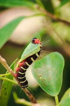 A worm is eating a green leaf to collect food. Before being pupa